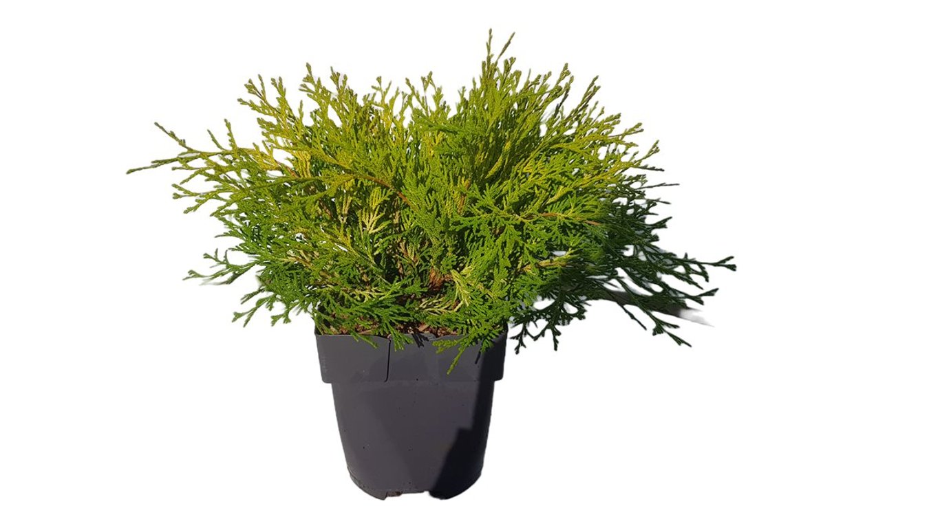 Chamaecyparis o. 'Kamarachiba' - C2